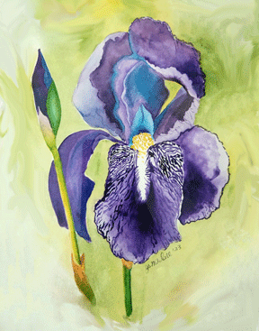 Iris